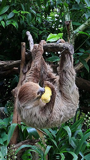The Slow Life of a Sloth 🦥🌿 #wildlife #facts #animals #shorts