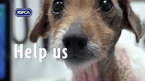 Every minute of every day animals are suffering. Today we'll answer over 3,000 calls and take over 200 animals into our care. You can help us continue our lifesaving work by donating online today. | RSPCA (England & Wales)