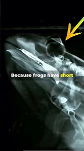 Did You Know Frogs Swallow With They’re Eyes? #facts #frog