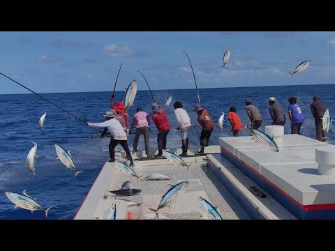 SKIPJACK TUNA FISHING IN MALDIVES Most sustainable method in the world /pole&line