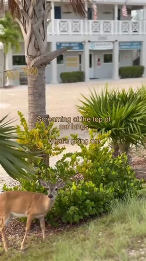 54 reactions · 19 comments | Exciting day here at Big Pine Key RV! Our winter seasonals are starting to arrive today, and we couldn’t be happier to welcome everyone back! The park is buzzing with familiar faces, warm smiles, and that Keys sunshine we all love. ☀️ Here’s to another amazing season of community, laughter, and unforgettable memories by the ocean! ️ #BigPineKeyRV #ASeasonToRemember #WelcomeBack | Big Pine Key RV Park | Facebook