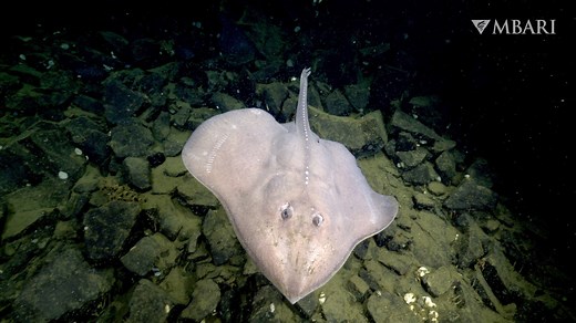 Unwind for six minutes with stunning footage of graceful deep-sea skates and rays filmed by MBARI’s underwater robots. Skates and rays are fishes related to sharks. They have a distinct, flattened body, and they swim and glide using a pair of large, wing-like fins. While we know a lot about the skates and rays that dwell in shallow coastal waters, we know relatively little about those that call the ocean’s inky depths their home. We often encounter skates resting on the sediment or skimming acro