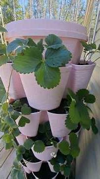 VERTICAL PLANTING FOR SMALL SPACES | MY GREENSTALK!