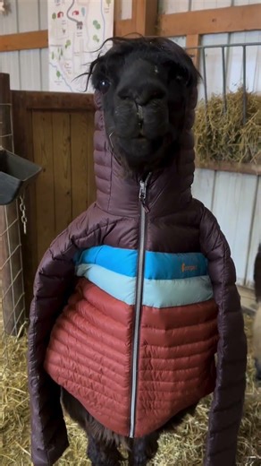 ❄️ LLAMA IN A PUFFER JACKET! The Fluffiest Winter Fashionista You’ll Ever See 🦙🔥