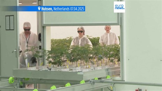 Dutch cannabis growers welcome expansion of scheme to legalise sales