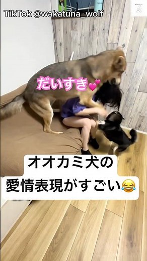 お姉ちゃん大好き💕愛情表現がすごい狼犬 #犬 #大型犬 #かわいい犬 #犬のいる暮らし #癒し