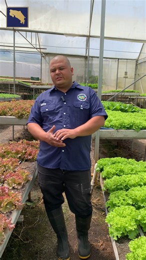 El productor de lechugas cartaginés David Brenes, nos cuenta su experiencia con las Buenas Prácticas Agrícolas y la certificación #TicoBPA. #SomosAgroCR | Ministerio de Agricultura y Ganadería