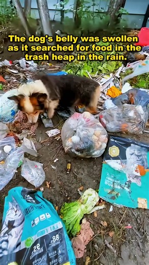 4.1K views · 90 reactions | dog eats garbage on rainy days has swollen belly keeps | Paw Patrol Shelter | Facebook