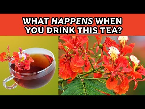 The Secret Healing Powers of the Poinciana Tree (Delonix regia) | Earth's Medicine