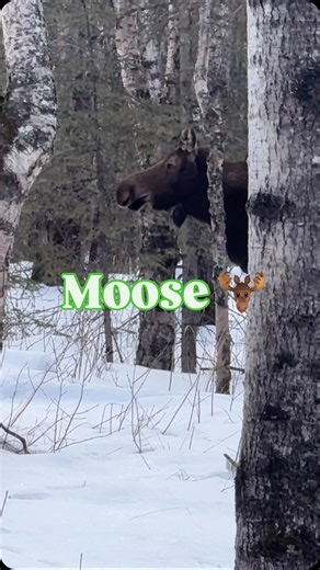 Moooooooooose . . . . #moose #mccabedesign #discgolf #alaska #meierlake | McCabe Champion Disc Golf Course Design
