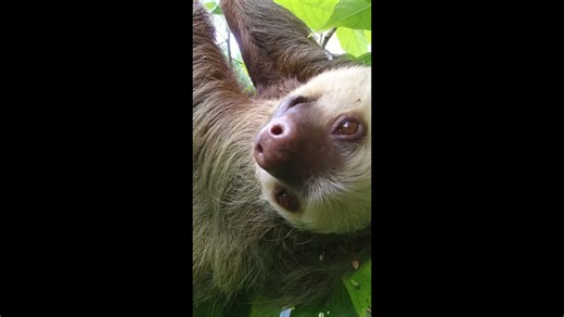 Sloth Serenity: A Peaceful Journey into Their World.