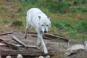 Yellowstone Tourists Capture A Grizzly Bear Battling An Entire Pack Of Wolves