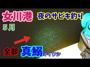 【夜サビキ釣り】女川港５月『マイワシ大漁！？』