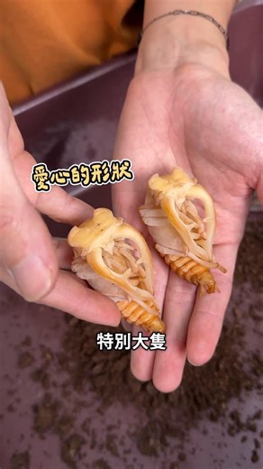 皮特玩自然 | 開挖歐洲深山 阿卡巴深山化蛹了！ 30幾克的幼蟲 我喜歡用850CC管理 超過40克用更大的容器 不過關於大幼蟲總是亂鑽 那又是另一個故事了 總之 期待他們羽化吧！ Lucanus cervus akbesianus #昆蟲 #甲蟲 #飼育 | Instagram