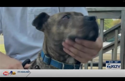 3.1K views · 171 reactions | Texas friends or anyone who can help...