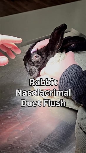 Dr. Noëlle Webb on Instagram: "𝗡𝗮𝘀𝗼𝗹𝗮𝗰𝗿𝗶𝗺𝗮𝗹 𝗱𝘂𝗰𝘁 𝗳𝗹𝘂𝘀𝗵𝗶𝗻𝗴 𝗶𝗻 𝗿𝗮𝗯𝗯𝗶𝘁𝘀 💧🐇 Chronic eye discharge or tearing is a common complaint among rabbit owners. This is usually caused by a blockage in the nasolacrimal duct (tear duct), which normally drains tears from the eye into the nasal cavity. A nasolacrimal duct flush helps assess whether the duct is open, remove debris, and guide treatment decisions. 𝗗𝗶𝗱 𝘆𝗼𝘂 𝗸𝗻𝗼𝘄? One of the most common causes of nasolacrim