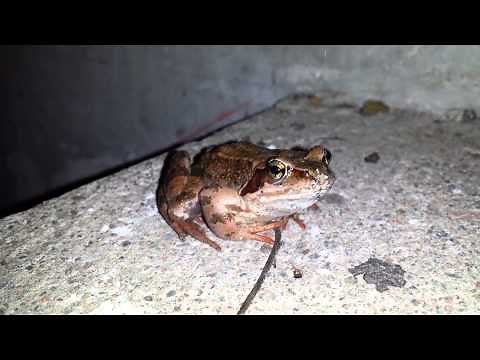Frog blinking