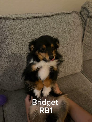 Puppy Football Team 🏈 #dogshorts #goviral #popular #puppy #reels #viral #watchnow #shorts #fyp