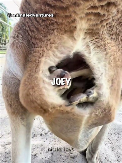 Baby kangaroo can be seen in kangaroo's pouch 🦘