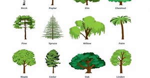 What is your favorite type of Tree?