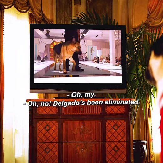 #usa #movie #tiktok #for #fyp | beverly hills chihuahua dog show