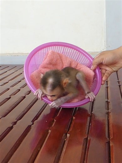 Baby Monkey, Little Bom's Monkey Family, Ep 89 | Mr Bon