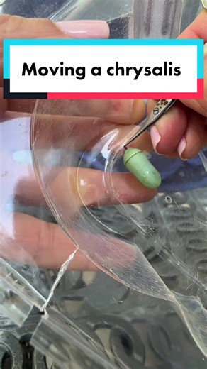 Moving a #monarchbutterfly #chrysalis is not hard to do! Just make sure you wait at least 24-48 hours after it forms so that it has hardened up. Then its easy to scrape the silk around the cremaster and you can pull it off the lid of the container by the silk. #butterflytiktok #raisingcaterpillars