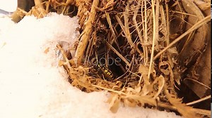 When spring approaches and the snow begins to melt, the queen wasp (Yellowjacket), which is hibernating during the winter, emerges to the edge of its burrow. European wasp, German wasp, yellow jacket