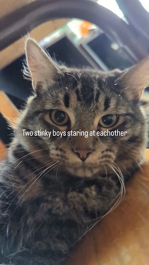 21 reactions | stinky boy stare down | Dino Digs | Facebook