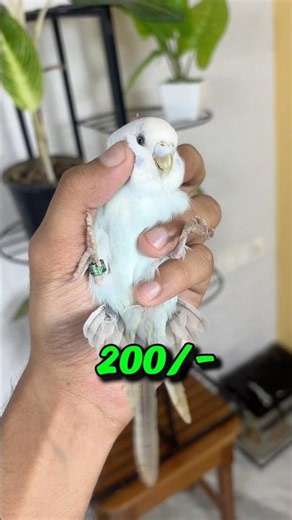 200/- vs 2000/- rupee parrot konsa jada accha bat sunta hey #pets #shortsfeed #birds