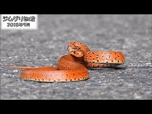 ジムグリ 幼蛇 Japanese Forest Ratsnake (Elaphe conspicillata)