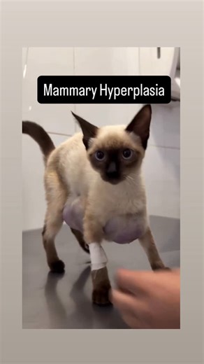 VET DRUGS (PawsLyf) on Instagram: "Feline mammary fibroadenomatous hyperplasia (FMFH) is a benign, hormone-associated condition characterized by rapid, non-neoplastic proliferation of mammary gland tissue. It is typically progesterone-dependent and leads to sudden enlargement of one or more mammary glands, which may become firm and swollen but are not malignant. Vc- Dra. Aionã Rebeca #cat #cats #catlover #catsofinstagram #vetdrugs_"