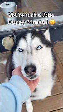 Huskies really do be making friends with every creature in the animal kingdom. 🐺🐌😙 #husky
