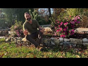 How to Grow and Plant Azaleas in your Garden
