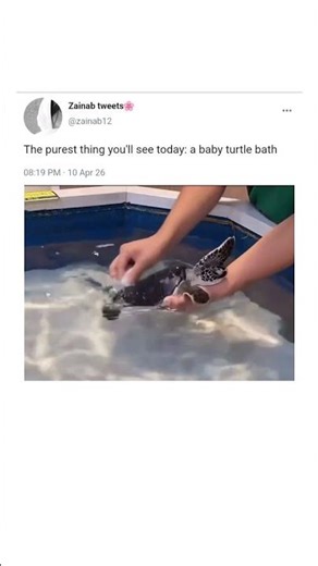 Tiny Shell, Big Cuteness: Baby Turtle Enjoys a Bath 🐢🫧#TurtleLove #AdorableMoments #WildlifeCute #