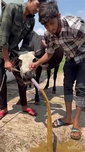 Intravenous Injection Technique in Buffalo Veterinary Care