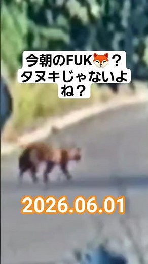 6/1 キツネ？タヌキ？