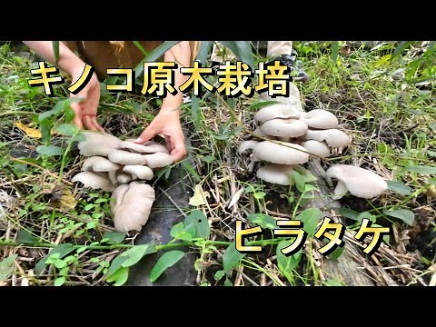 【キノコ原木栽培】ヒラタケ