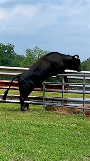 This beefalo escaped a slaughterhouse and ran around a Connecticut town for 8 months! Just wait for the look on his face when he's finally safe 💞 To help more animals like Buddy, you can check out Critter Creek Farm Sanctuary on Instagram: thedo.do/crittercreekfarmsanctuary | The Dodo