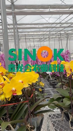 Phalaenopsis greenhouse/Multi-span greenhouse project under construction #greenhouse#farm #flowers