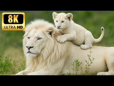 野生動物の世界 8K映像 癒しの音楽とサバンナの生命