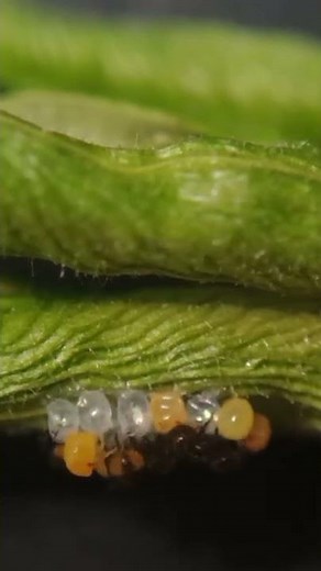 Ladybug hatching time-lapse