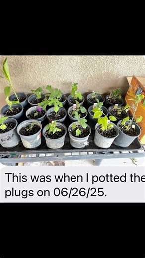 From baby fig to fruit in just 3 months!This customer planted his little fig trees on June 25 and by September Olympian was already producing figs. When given the right care — sunlight warmth and consistent watering — these trees can take off fast and start fruiting in no time. His thumb is very green as well! #figtrees #figs #profig #profigusa #gardening #gardener #plantlover #fruitlover #homegarden #ediblegarden #rarefruit #tropicalplants #plantnursery #plantaddict #greenthumb #fruittrees #bac