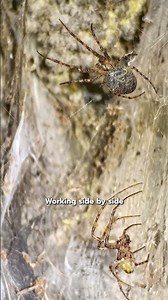 World’s Largest Spider Web Discovered