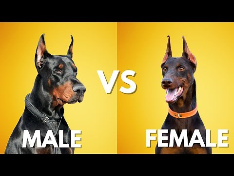 Male Vs Female Doberman: 10 Differences Between Them