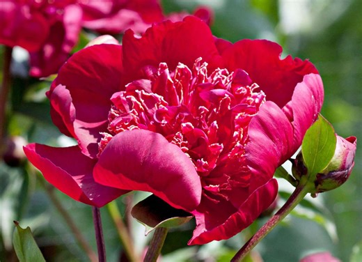 Best Peonies To Grow In The South