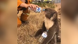 Rescuers race to save Australia's wildlife