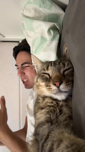 ✨Therapy boy✨ #cat #therapy | cat