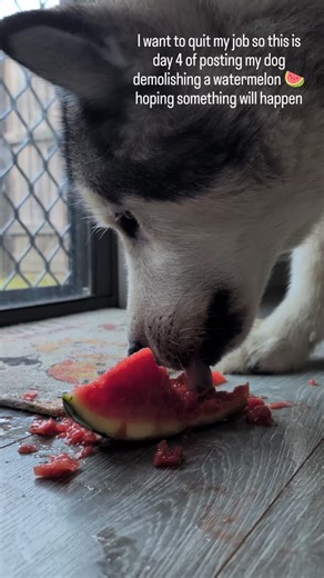 Kaiba on Instagram: "he did not clean up the floor 😭"