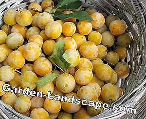 Other: Plums, plums and mirabelles - recognize differences | 2025